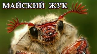 МАЙСКИЙ ЖУК - Прожорливый вредитель растений