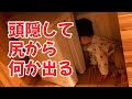 いないいないしてブーして爆笑する1歳児｜1歳4ヶ月