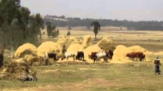 Harvest In Gurage Villages