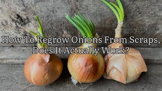 How To Regrow Onions From Scraps, Growing Onions From Old Onions