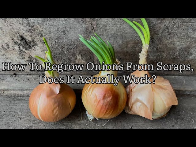 Growing Onions From Scraps