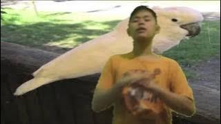 Music Is Everywhere Parody - Burung Kakatua (Biel Remix)