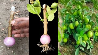 Propagate guava tree from cutting with onion,, how to grow guava tree at home