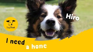 Hiro the handsome Collie cross | Dogs Trust Merseyside