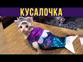 Приколы с котами. КУСАЛОЧКА | Мемозг #257