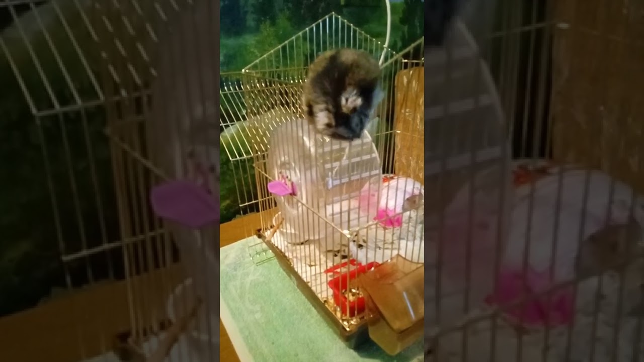 hamster jumps out of the cage like special forces.Хомяк выпрыгивает с клетки как спецназ