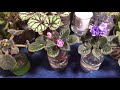 African violet water culture  bloom progress week 4
