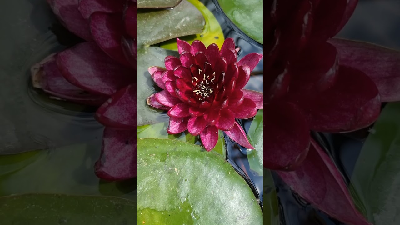 Нимфея Black Princess  