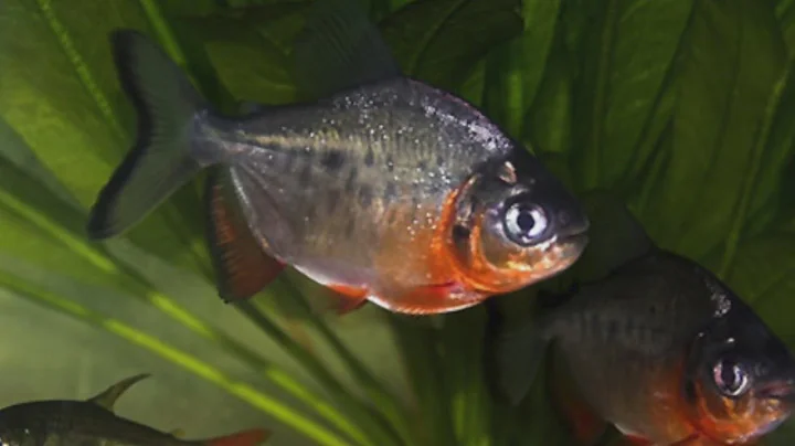 DNR Finding Aquariuam Plants, Fish In Minnesota Waters