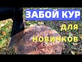 ЗАБОЙ кур несушек. КАК зарубить, ощипать и потрошить. Собрали урожай