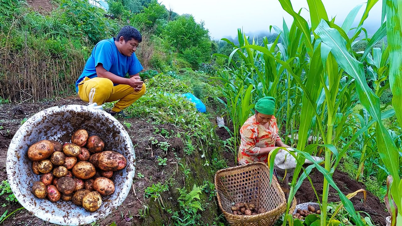 bhumi sarmila harvesting potato in the village || village potato farming in rural Nepal || village
