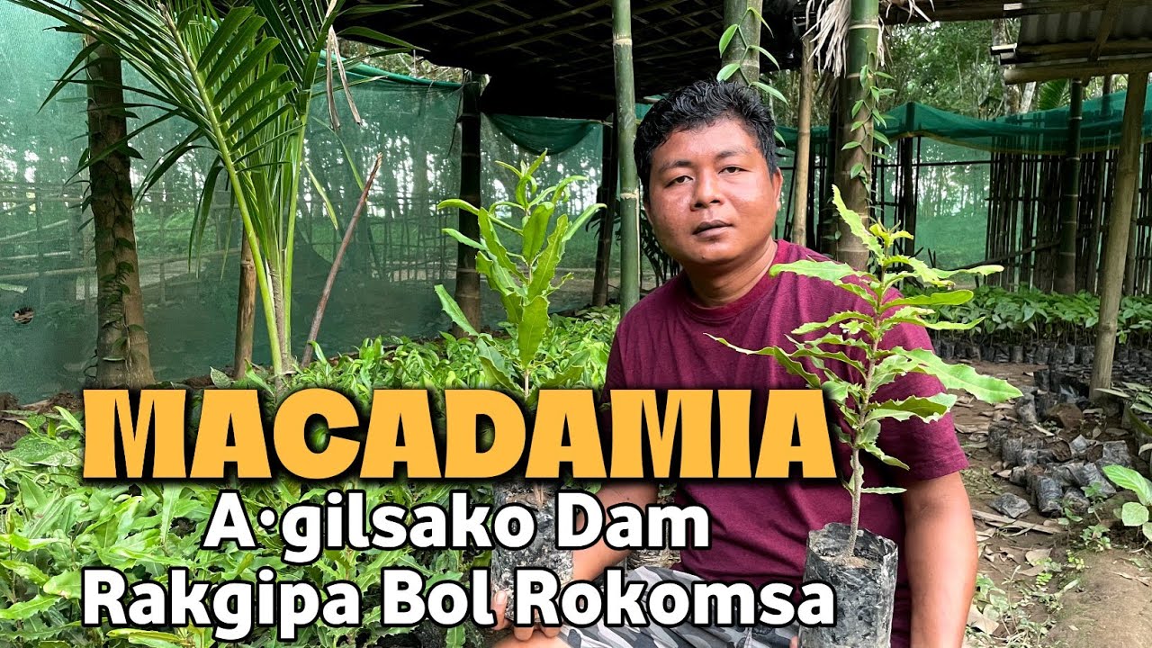Macadamia Dam Rakgipa Bolrangoni Rokomsa | Bitchil Namen Dam Raka