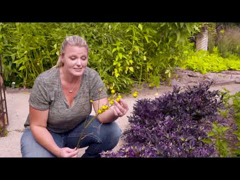 Video: Mellow Yellow Spirea Información – Aprende a cultivar Ogon Spirea