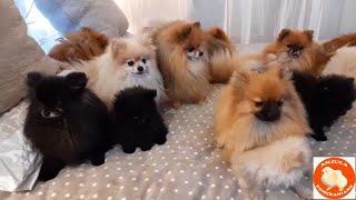 14 Pomeranian Toy Pom Culture Pom puppies and dogs playing | 210420 @AnjulaPomeranians