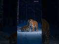 Tiger attack in house dog #shortsviral #shortfeed #trendingshorts #010 #Tigerattack #viralvideo