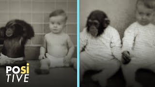 He raised a chimpanzee and a baby together | Positive