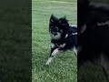 Mandu the Pomeranian puppy on afterburner 🔥 Pomeranian puppy that loves to have fun.