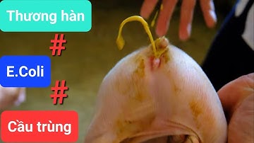 Tiêu chảy ở heo con, chẩn đoán phân biệt cầu trùng, E.coli và Thương hàn | 2 ca bệnh cụ thể