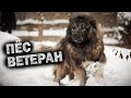 💥/СЛОЖНАЯ СУДЬБА ПСА- ВЕТЕРАНА/ ( Основана на реальных событиях)