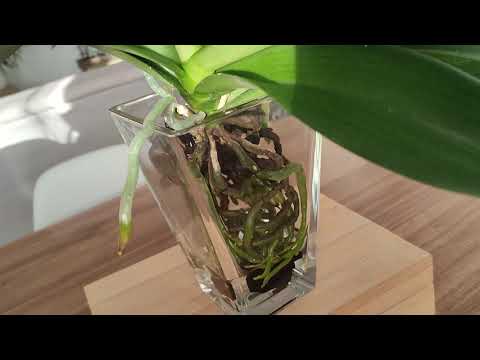 Video: Uzgoj orhideja za početnike - koje su osnove uzgoja orhideja