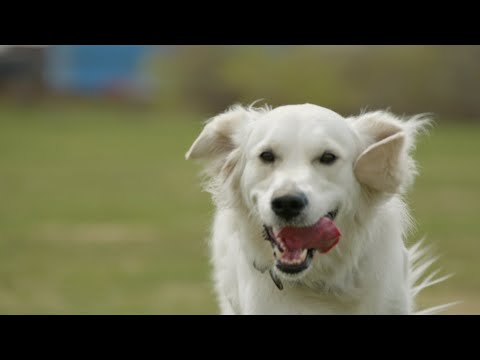 Video: COVID-19 En Dog Park Safety