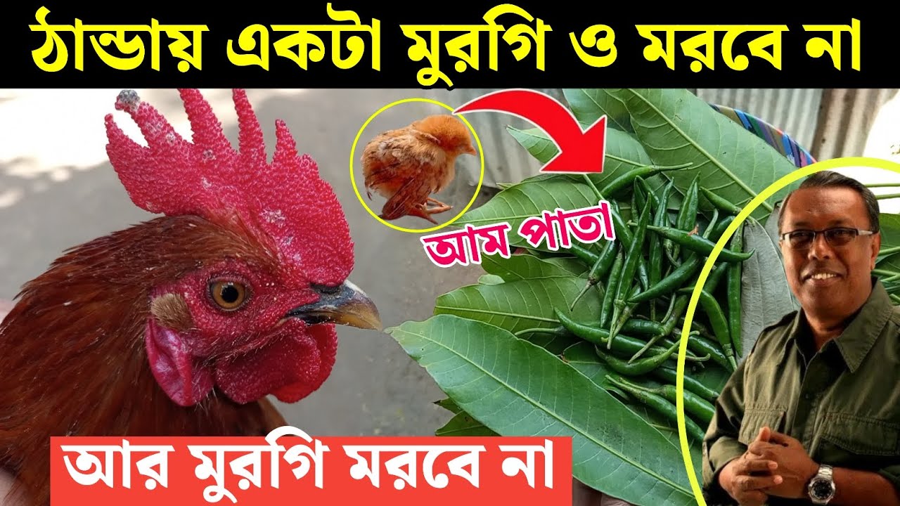 ঠান্ডায় ১ টা মুরগি ও মরবে না 🐔 মুরগীকে কিখাওয়ালে শীতে মুরগী সুস্থ থাকবে, Poultry farming