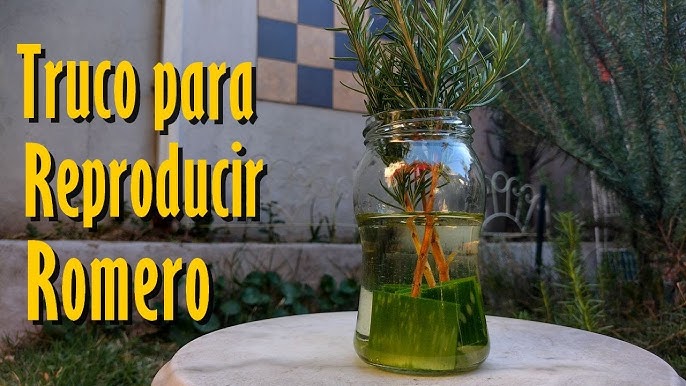 Enraizante De Aloe Vera Casero Para Todo Tipo De Esquejes - Ideas Verdes