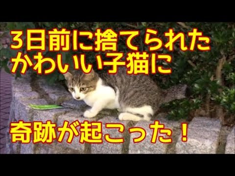 子猫保護 3日前に捨てられたかわいい子猫に奇跡が起こった Youtube