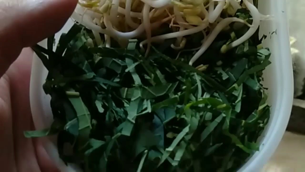 Asupan Gizi untuk si Golden Pheasant / ayam tibet 