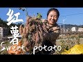 農村婆媳下地挖地瓜，挖開一看結這麼大，直呼今年地瓜大豐收|Dig a sweet potato, A good harvest of sweet potatoes