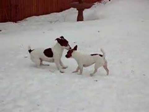 2 Jack Russell Terriers having fun in the snow