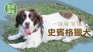 英國史賓格真正受市民愛戴的警犬 獵犬憑靈敏嗅覺化身爆炸品搜索犬 提防3大常見疾病 #動物百科 #動物蘋台─果籽 香港 Apple Daily─原刊日期20210518