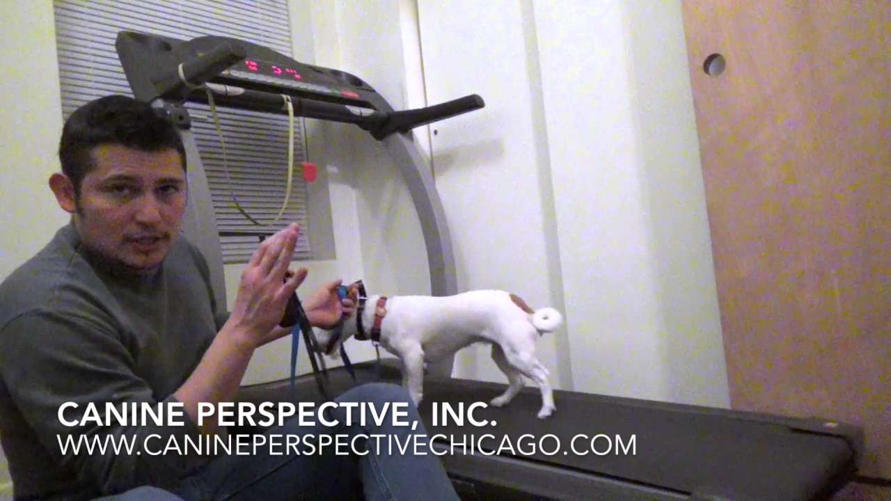 How To Series Teach Your Dog To Walk On The Treadmill Using Remote