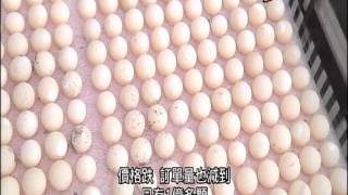 20160520 公視手語新聞 甲魚蛋銷陸訂單暴跌 原價7元剩0 3元