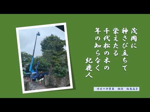 【今日の万葉集】7月17日　お向かいお寺さんで大きな松の剪定！いったいいつ植えられたものなのかしらといつも見上げています。奈良の茂岡に神々しくたっている松、紀鹿人さん　宴席で詠み繁栄を祈ったようです。