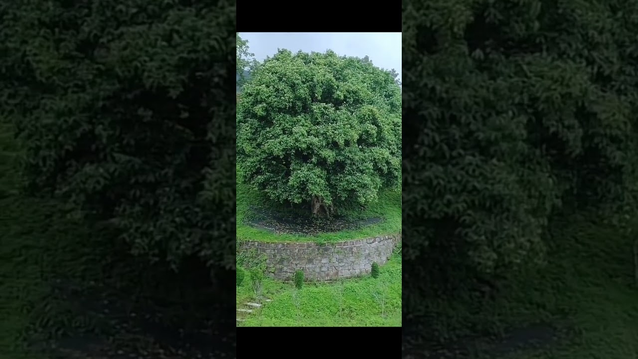 3200 Years Old Tea Tree in Fengqing, Yunnan 