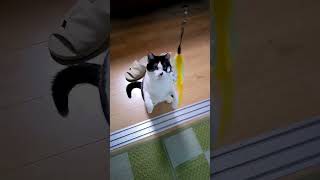 最近買った中で一番の当たりの猫じゃらし