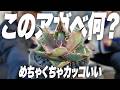 植物初心者のアガベを植え替えたらかっこいい株多くて感動[観葉植物][多肉植物]