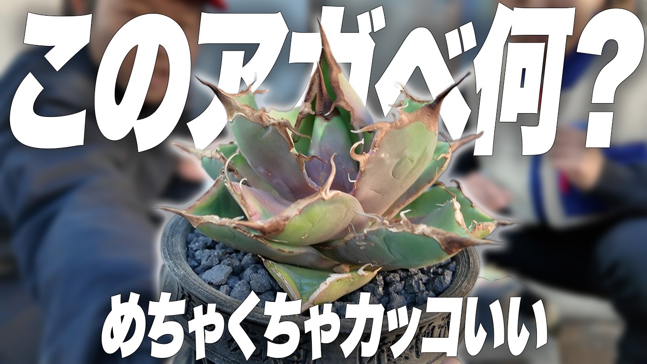 【初心者必見】アガベ初心者に植替え＆育成お悩み相談会開催してみた[観葉植物][多肉植物]