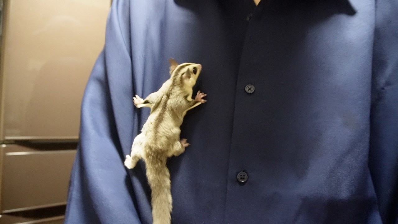 【初部屋んぽ】赤ちゃんフクロモモンガ、飛び回り方が想像以上だった…!
