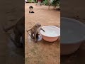 Angry Monkey #monkey #funny #cute #animals #pets #animal #trending #shorts #viral