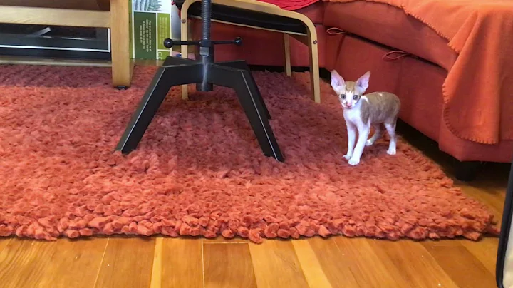 Watch the video about Cornish Rex Kittens Learn from Older Kitten