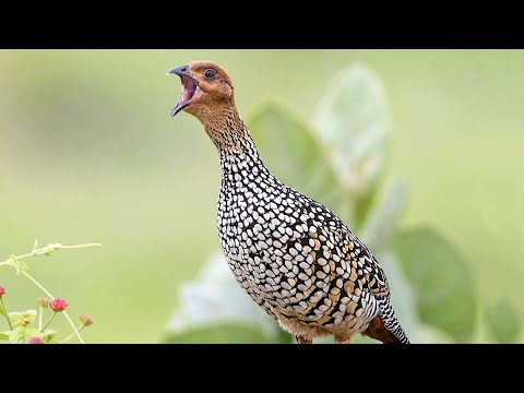 Painted francolin (Francolinus pictus) sound  - Call and song