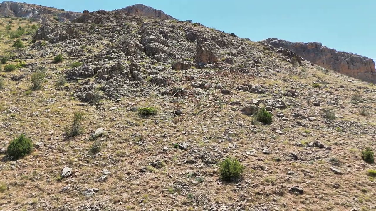 Pekün'de Dağ Keçileriyle Belgesel Tadında Görüntüler