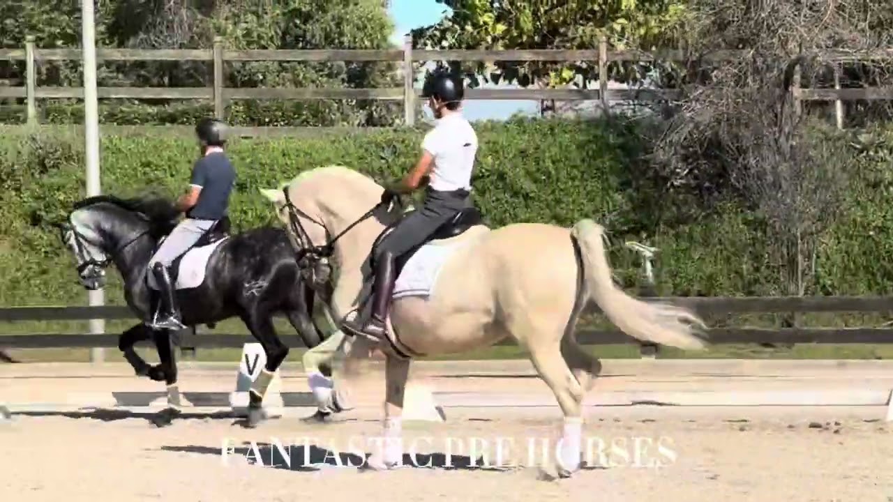 💛🇪🇸 BONI 🇪🇸💛 Fantastic PRE Horse palomino beautiful mover & bombproof 