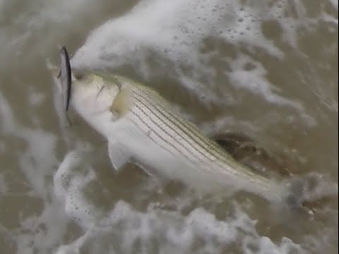 Change Of Pace Striper DAYTIME Open Beach Striped Bass Fishing