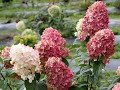 Pruning Panicle Hydrangeas