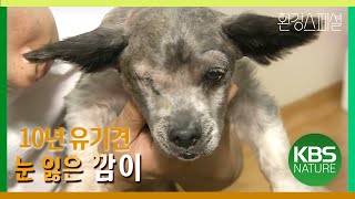 환경스페셜 ‘떠돌이개와의 아름다운 동행’ / KBS 20091202 방송