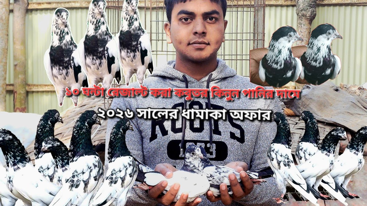 ২০২৬ সালের ধামাকা অফার পাকিস্তানি টেডি কবুতর কিনুন পানির দামে। 