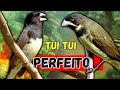 🟢MELHOR TUI TUI PARA ENCARTE DE PAPA CAPIM 🟢🟢 ÁUDIO COM FÊMEA - TURBINE SEU PAPA CAPIM 🟢